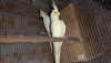 Lutino kokatel mastar pair